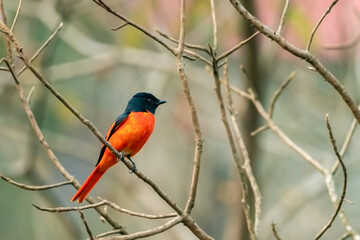Long-tailed Minivet Bird on a Branch in Buxa Tiger Reserve