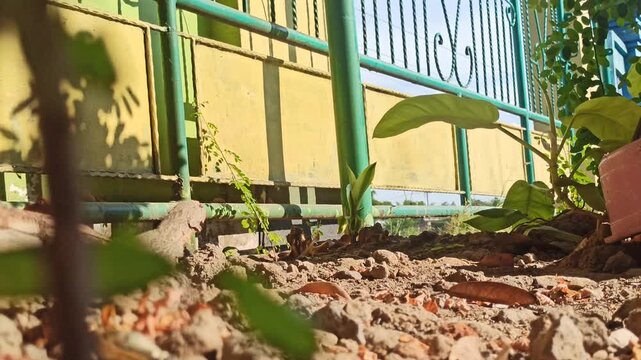 Chameleon eat termites on the ground
