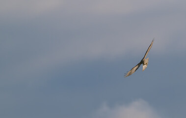 Red-shouldered hawk in flight against a blue sky with white clouds.