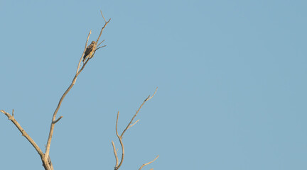 Red-tailed hawk perched in a bare tree at sunset.