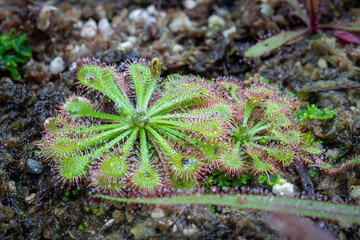 Drosera tokaiensis, one of the types of carnivorous plants that is grown and cared for in the Bogor Botanical Gardens