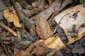 Forest cockroaches in the leaves and bushes in the Bogor City Forest Park