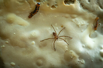Huntsman spider residing in the ganoderma mushroom