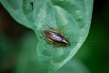 Forest cockroaches in the leaves and bushes in the Bogor City Forest Park