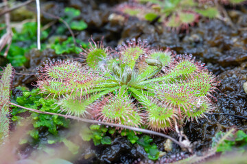Drosera tokaiensis, one of the types of carnivorous plants that is grown and cared for in the Bogor Botanical Gardens