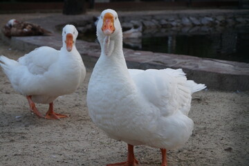 white goose on the farm