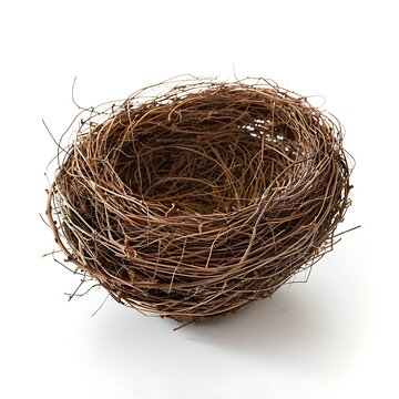 Ebrace nest isolated on white background.