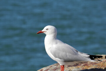 Silver gull seagull bird standing on a rock with the ocean in the background