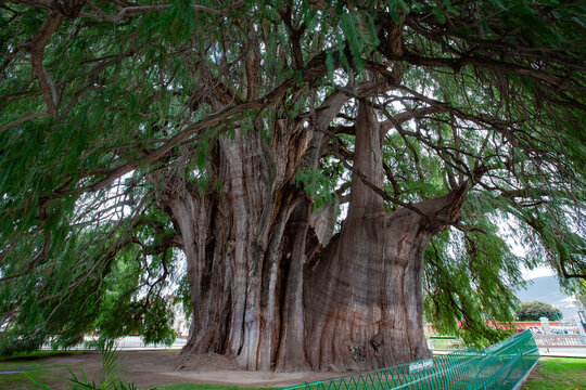 TULE TREE, MEXICO, TREE, GIANT, NATURE,