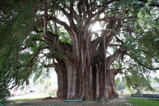TULE TREE, MEXICO, TREE, GIANT, NATURE,