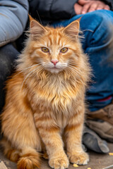 Fluffy ginger stray cat sitting outdoors with humans in the background