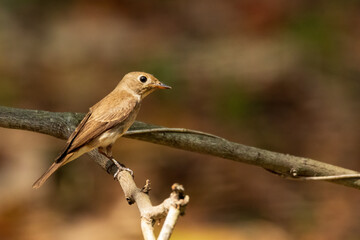 The Asian Brown Flycatcher (Muscicapa dauurica) is a small passerine bird with a plain brown upperparts, a lighter underparts, and a short bill. 