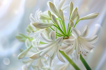 Fototapeta premium Beautiful white flower close up on soft white background with subtle blur floral beauty and elegance concept