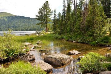 A small creek with stones protruding from the surface on the shore of a large lake in the mountain taiga on a sunny summer day. © Алексей Желтухин