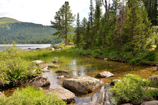 A small creek with stones protruding from the surface on the shore of a large lake in the mountain taiga on a sunny summer day.