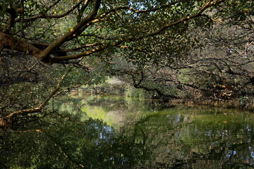 Sicao Green Tunnel, canopy of mangrove trees at Dazhong Rd, Annan District, Tainan, Taiwan
