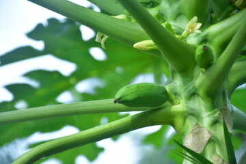 A small Kates fruit tree