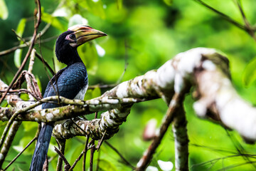 Oriental Pied Hornbill Black body, white lower chest and belly. White skin around the eyes and corners of the mouth The mouth and hump are large, white to light yellow.	