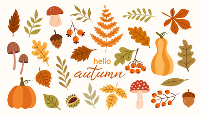 Autumn vector botanical set of leaves, mushrooms, plants, branches, berries © Myurenn