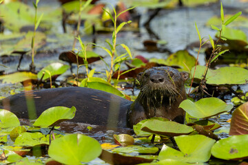 Otter in marsh