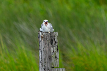 Gull Yawning