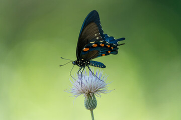 Butterfly on Thistle