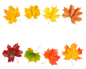Obraz premium Cutout border frame of colorful autumn maple leaves in various shades, isolated on transparent background