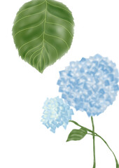 初夏の青い紫陽花
