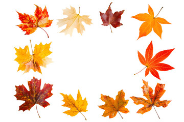 Realistic vibrant maple leaves frame border, isolated element for thanksgiving, autumn, october design