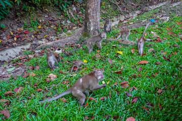 Monkeys on the streets of Langkawi, Malaysia