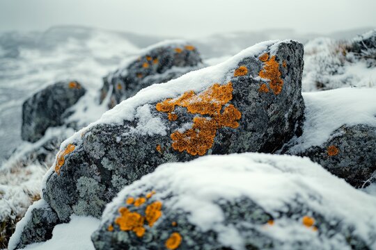 Portrait of a snow-covered landscape with ancient lichen growing on rocks, showcasing the harsh yet beautiful environment. High-resolution, detailed textures, crisp focus
