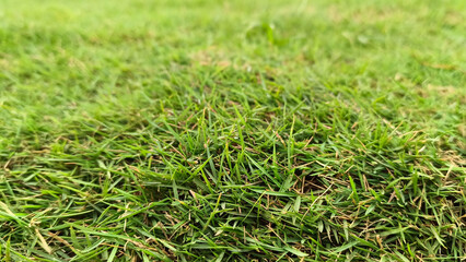 Close up view of green grass