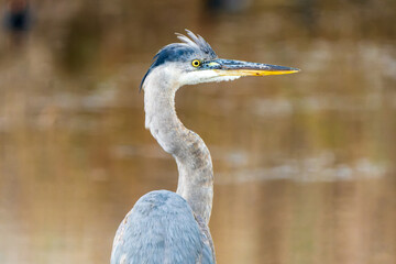 Heron mohawk