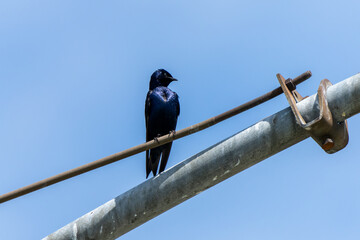 Purple Martin