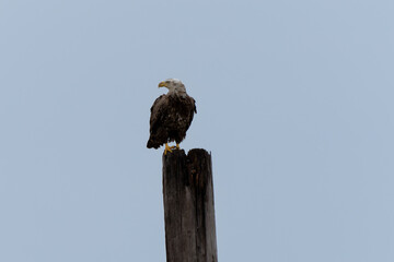 Eagle on Pole