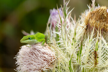 Lizard taking advantage