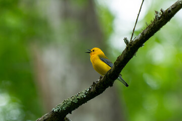 Singing in the Swamp