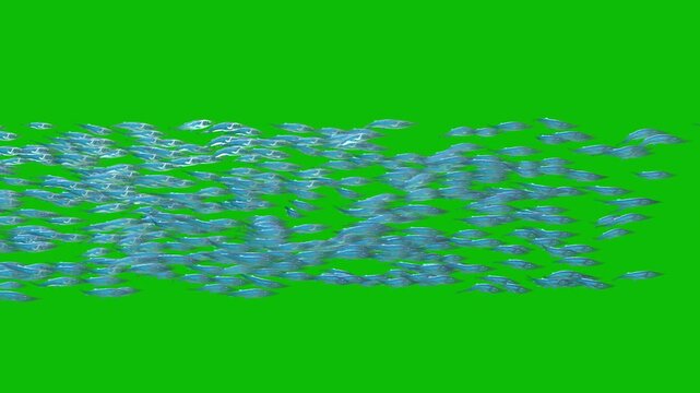 A school of fish passing by on green screen 3D animation side view