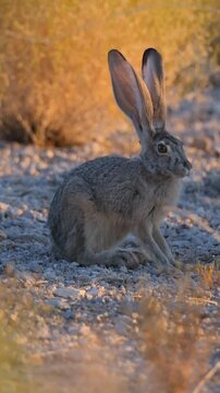 Blacktailed jackrabbit sitting in the desert during sunset