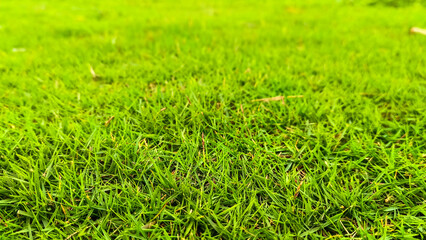 Close up view of green grass