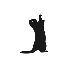 Silhouette of a cat in its behavior