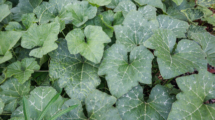 Fototapeta premium A close-up view of vibrant green pumpkin leaves, showcasing their intricate veins and patterns. The leaves are lush and full of life, creating a beautiful natural texture.
