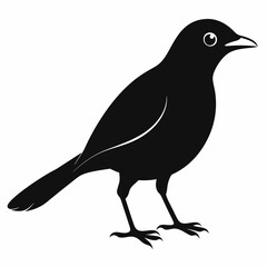 Vector hand-drawn Myna silhouette black illustration