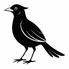 Fototapeta premium Vector hand-drawn Myna silhouette black illustration