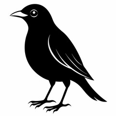 Vector hand-drawn Myna silhouette black illustration