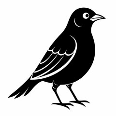 Vector hand-drawn Myna silhouette black illustration