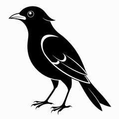 Vector hand-drawn Myna silhouette black illustration