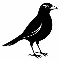 Vector hand-drawn Myna silhouette black illustration