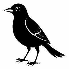 Vector hand-drawn Myna silhouette black illustration