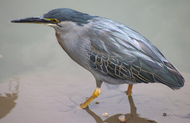 Butorides striata searching for a meal